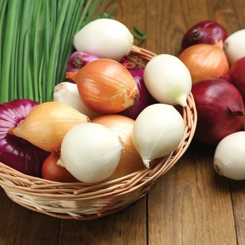 Allium Multiple Varieties - Onions
