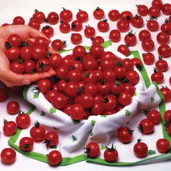 Cherry Tomato - Sweet Million F1 