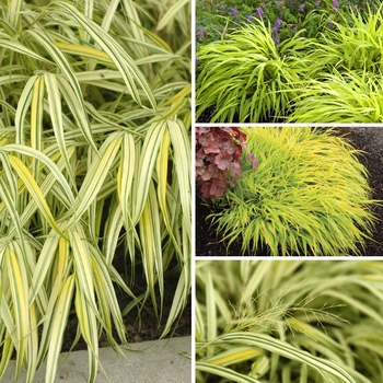 Ask about available varieties - Japanese Forest Grass