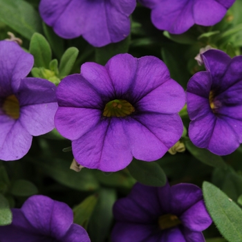 Calibrachoa MiniFamous Neo Blue' - MiniFamous® Neo Mini Petunia
