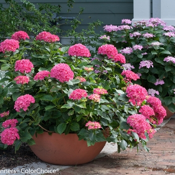 Hydrangea macrophylla - Cityline® Paris
