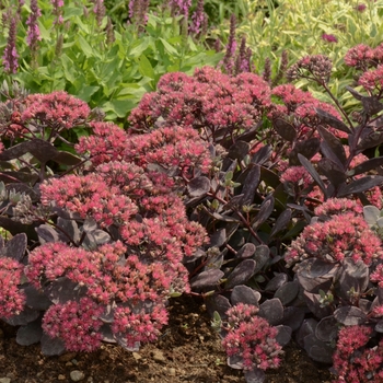 Sedum hybrid - Sunsparkler Plum Dazzled