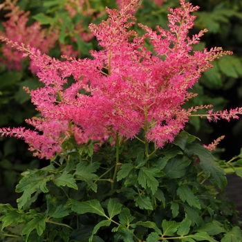 Astilbe 'Younique™ Cerise' - Younique™ Cerise Astilbe