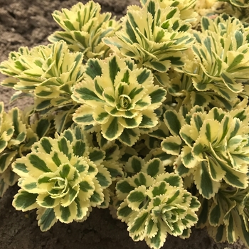 Sedum takesimense 'Atlantis' - Atlantis Sedum 