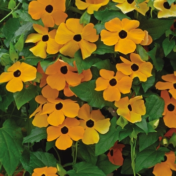 Thunbergia alata 'Susie Orange Eye' - Thunbergia