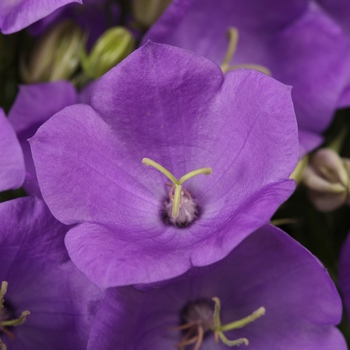 Campanula carpatica - 'Rapido Blue'