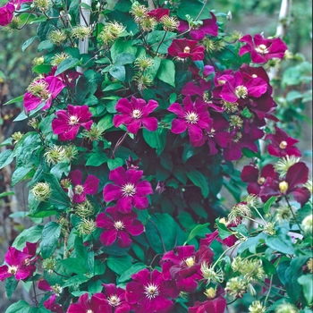 Ask about available varieties - Clematis