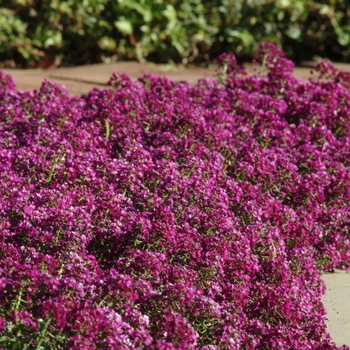 Lobularia maritima - Clear Crystal® Purple Shades Alyssum, Sweet Alyssum