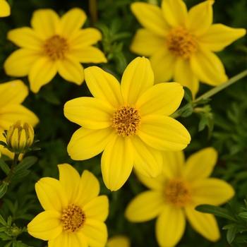 Bidens ferulifolia - Namid™ Compact Yellow Bidens