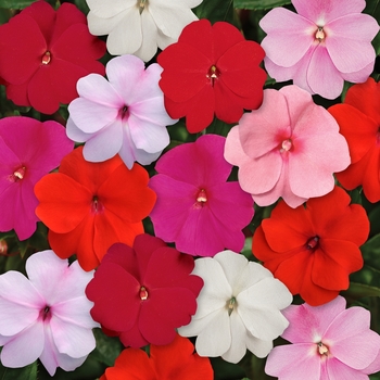 Impatiens hawkeri 'Divine™ Mix' - New Guinea Impatiens