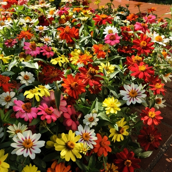 Zinnia marylandica 'Double Zahara Mix' - Double Zinnia Mix
