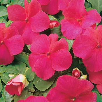 Impatiens Deep Pink - Impatiens
