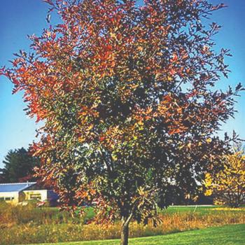 Quercus rubra - Northern Red Oak