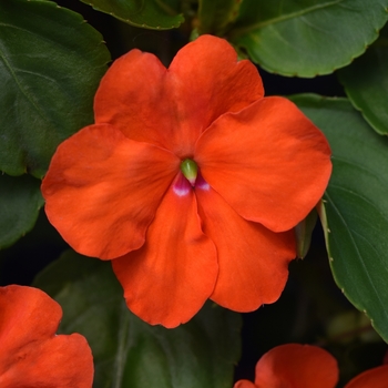 Impatiens Orange - Impatiens 