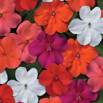 Impatiens Mix - Impatiens Beacon™