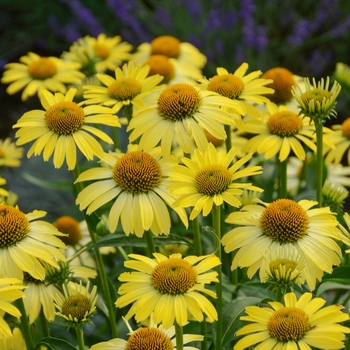 Echinacea - Butterfly 'Cleopatra'