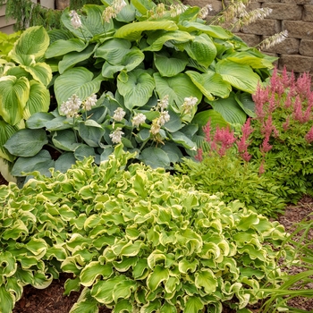 Hosta hybrid - Shadowland® 'Empress Wu'