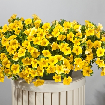 Calibrachoa hybrid - Cruze™ Yellow