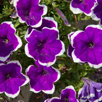 Petunia x hybrida - Headliner™ Violet Picotee