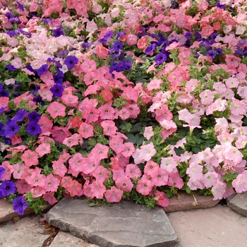 Petunia hybrid - Easy Wave® Beachcomber Mix