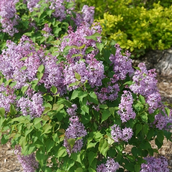 Syringa x hyacinthiflora - Scentara Pura® 