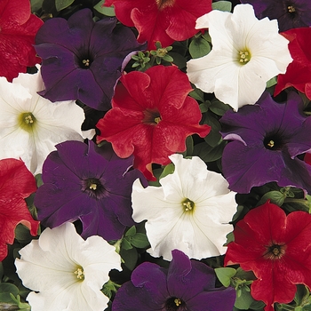 Petunia x hybrida - Dreams™ Patriot Mix 