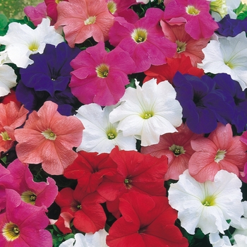 Petunia x hybrida - Celebrity Mix