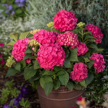 Bigleaf Hydrangea - 'Summer Crush®' 