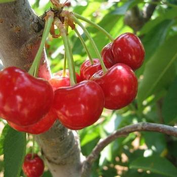 PRUNUS AVIUM - BING CHERRY