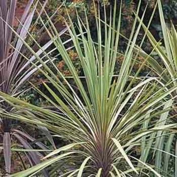 Dracaena indivisa - Spikes