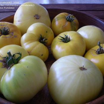 'Roma' Solanum lycopersicum - Roma Tomato