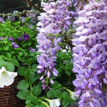 Wisteria macrostochya 'Blue Moon' - Wisteria Blue Moon