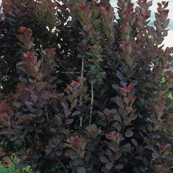 Cotinus coggygria 'velveteeny' - Dwarf Red Smokebush