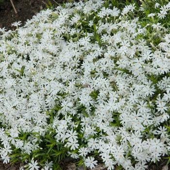 Phlox subulata - 'Snowflake'