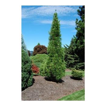  - Joe Kozy Umbrella Pine