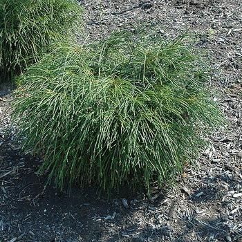 Thuga plicata 'whipcord' - whipcord cedar