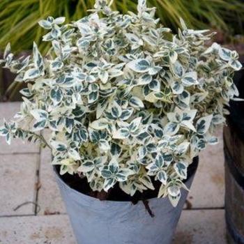 Dan's Delight - Euonymus