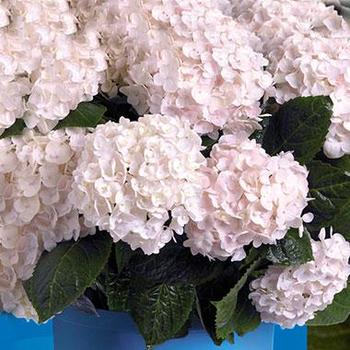 Hydrangea macrophylla 'Blushing Bride' - Blushing Bride 