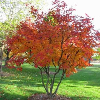 Amelanchier canadensis - Serviceberry