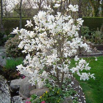  - Royal Star Magnolia
