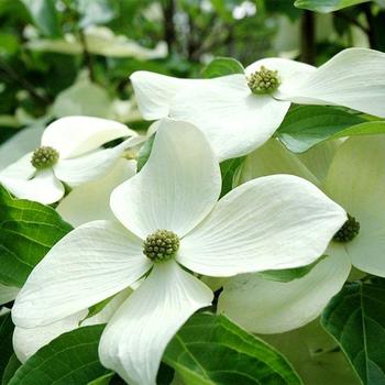 Cornus 