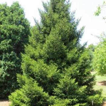 Picea glauca - White Spruce
