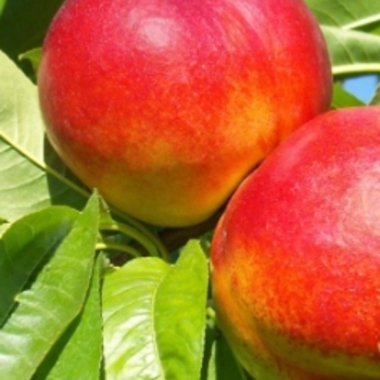 Prunus persica var. nucipersica 'Fantasia' - Nectarine